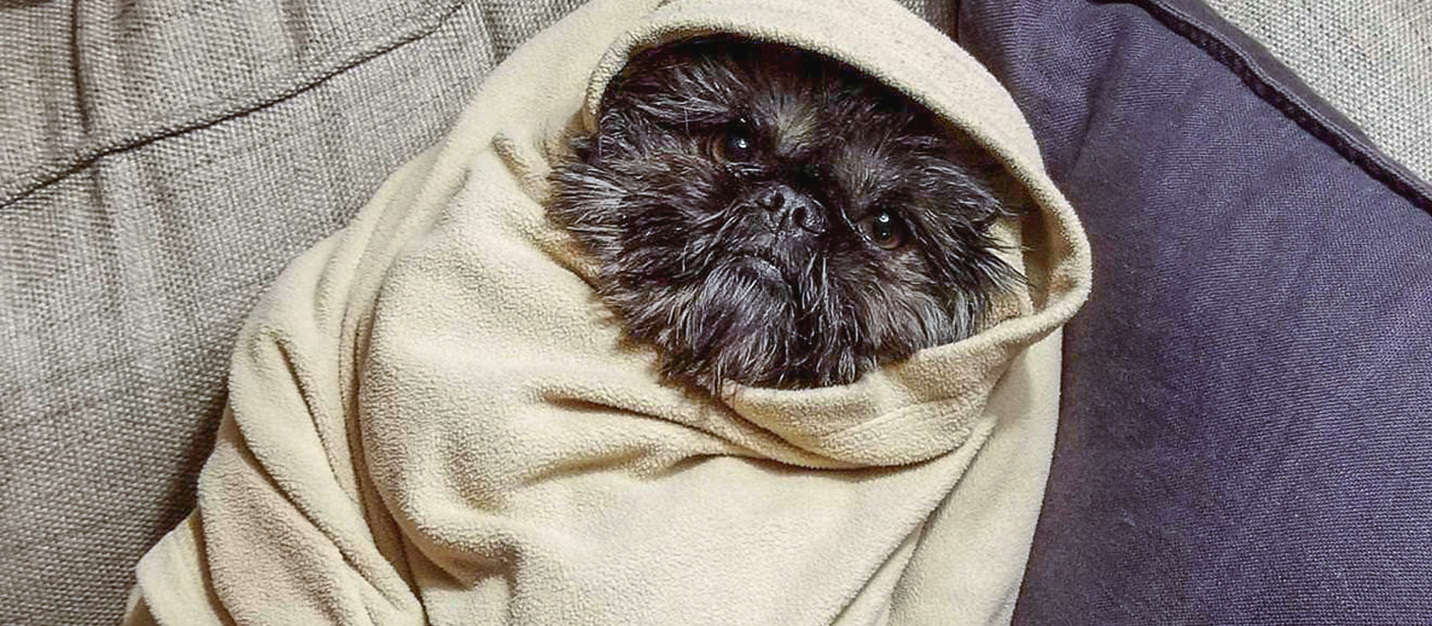 Seven Funniest Dogs in a Blanket